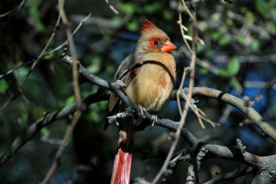 Northern Cardinal Female 0206-1j  Ventana Canyon, AZ