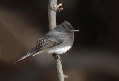 g3/09/426209/3/57742617.BlackPhoebe02061j.jpg