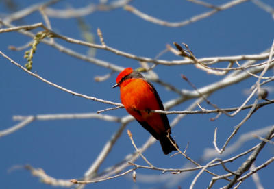 Vermilion Flycatcher  0206-2j  Tubac, AZ