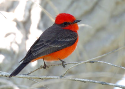 Vermilion Flycatcher  0206-4j  Tubac, AZ