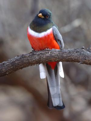 Elegant Trogon 0206-3j2 Sonita Creek, AZ