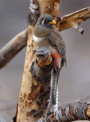 Elegant Trogon Female 0206-10j  Ash Canyon, AZ