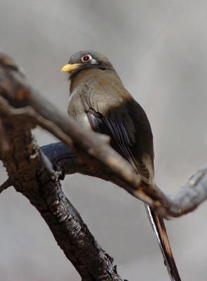 Elegant Trogon Female 0206-9j Ash Canyon, AZ