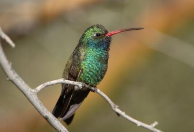 Broad-billed Hummingbird 0206-1j Tucson, AZ
