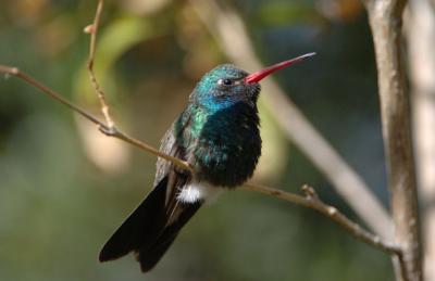 Broad-billed Hummingbird 0206-2j Tucson, AZ