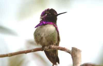 Costas Hummingbird 0206-5j Tucson, AZ