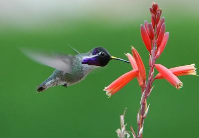 Costas Hummingbird 0206-11j Tucson, AZ