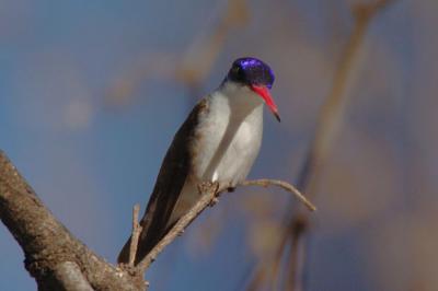 g3/09/426209/3/57744081.VioletcrownedHummingbird02063j.jpg