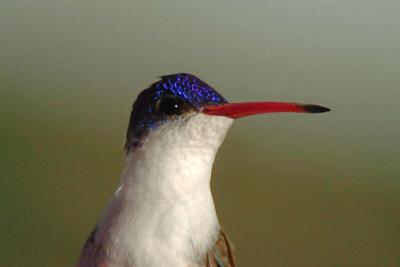 g3/09/426209/3/57744082.VioletcrownedHummingbird02065j.jpg