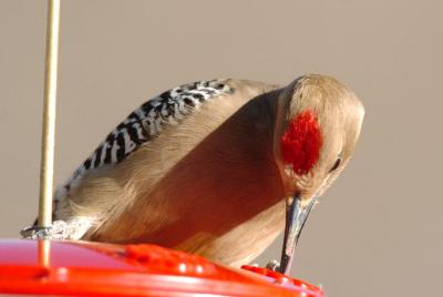 Gila Woodpecker  0206-2j  Patagonia, AZ