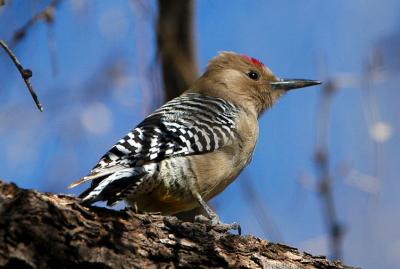 Gila Woodpecker  0206-3j  Patagonia, AZ