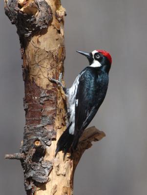 Acorn Woodpecker  0206-8j  Ash Canyon, AZ