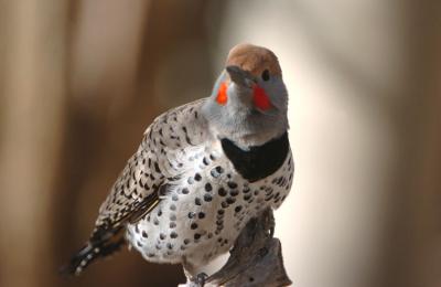 Gilded Flicker 0206-1j Tucson, AZ