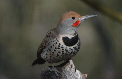 Gilded Flicker 0206-4j Tucson, AZ