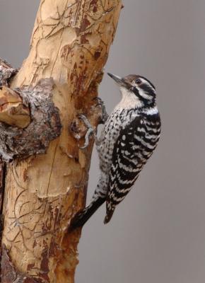 Ladder Backed Female 0206-3j.jpg