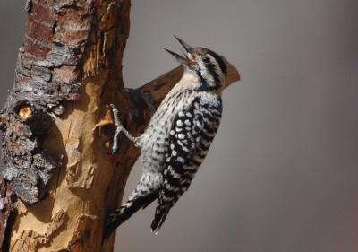 Ladder Backed Female 0206-2j Ash Canyon, AZ
