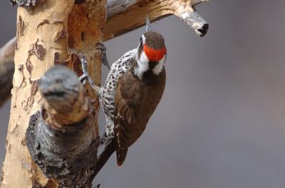 Arizona Woodpecker 0206-8j Ash Canyon, AZ