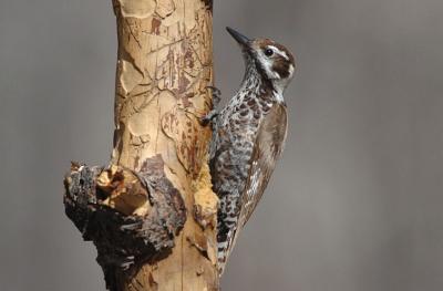 Arizona Woodpecker Female 0206-1j Ash Canyon, AZ