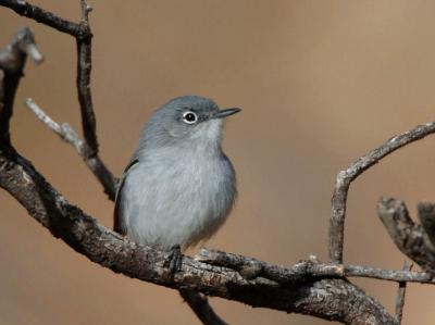 Blue-gray Gnatcatcher  0206-1j  Lake Patagonia, AZ