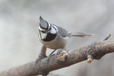 Bridled Titmouse  0206-3j  Ash Canyon, AZ