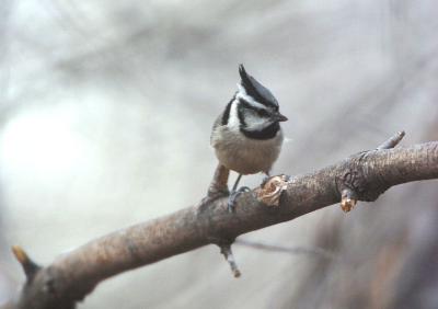 Bridled Titmouse  0206-2j  Ash Canyon, AZ