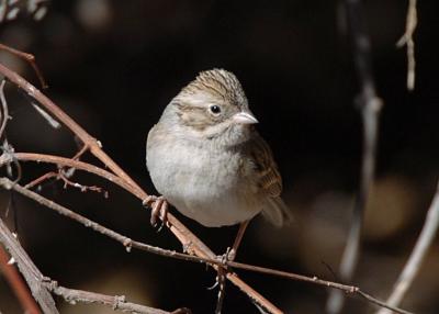 Brewers Sparrow 0206-3j  Madera Canyon, AZ