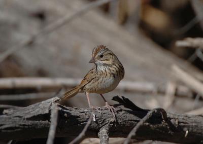 Lincoln's Sparrow  0206-1j  Lake Patagonia, AZ