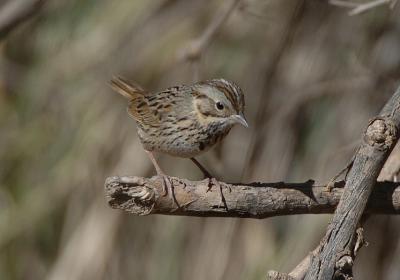 Lincoln's Sparrow  0206-2j  Madera Canyon, AZ