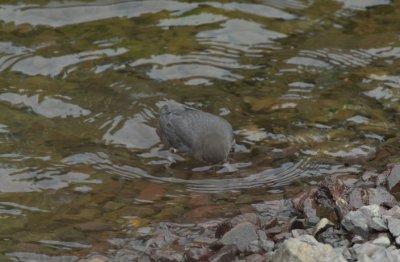 Dipper 1007-2j  Clear Creek