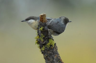 Pygmy Nuthatch Pair  0907-9j  La Pine, OR
