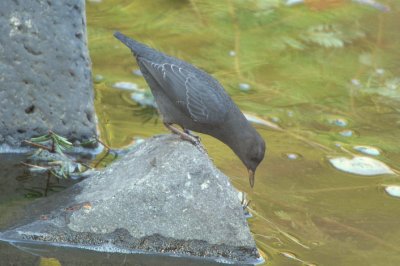Dipper 1007-14j  Clear Creek