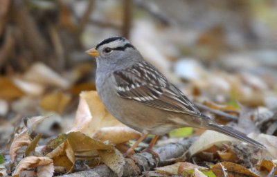 White Crowned Sparrow 1107-1j  Popoff Trail