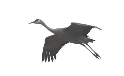 Sandhill Crane  0308-6j  Othello, WA