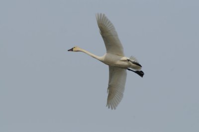 Tundra Swan  0308-1j  Othello, WA