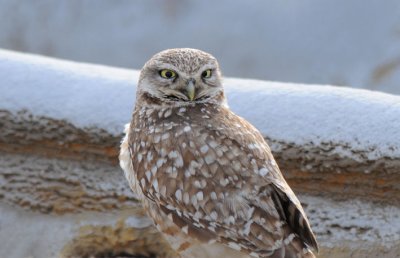 Burrowing Owl  0308-3j  Othello, WA