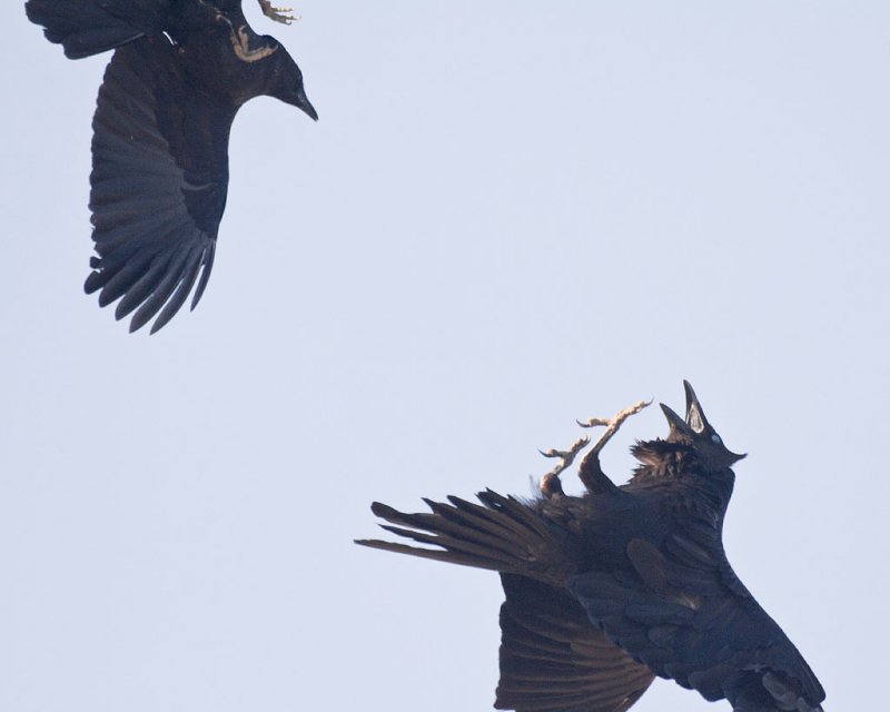 Crow and raven interaction 2010 June 5