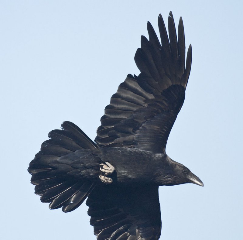 Raven in flight, part of wing out of frame