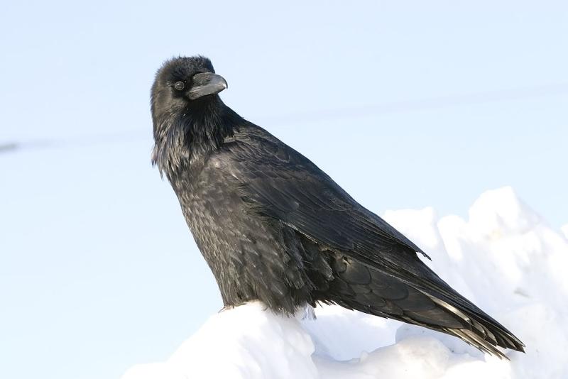 Raven on snow
