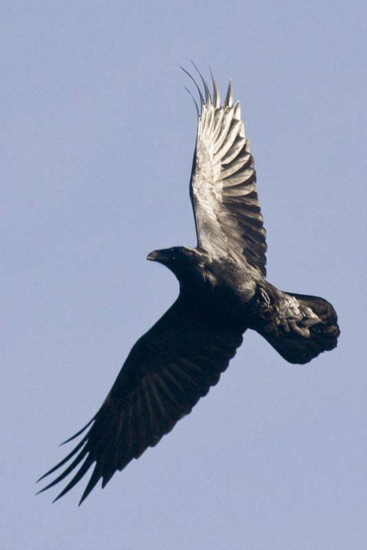 Almost vertical in flight