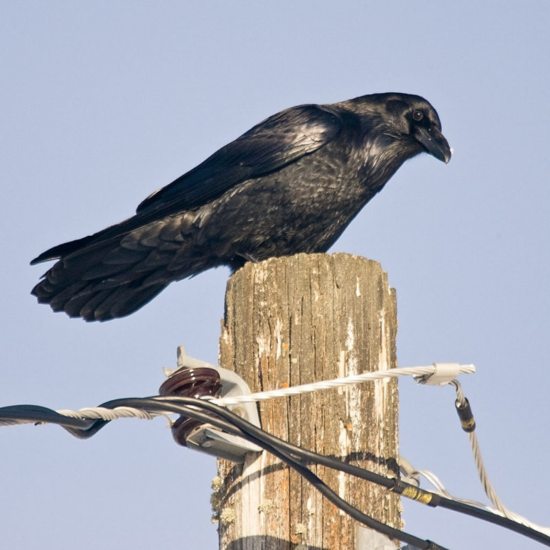 Another raven on a pole