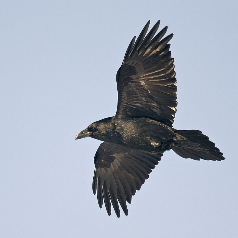 Raven in flight, banking