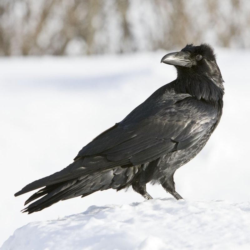 Snow the raven in Clan Snow