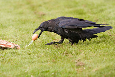 Raven removing leaky egg from carton