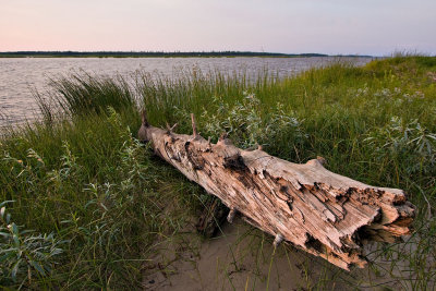 Driftwood