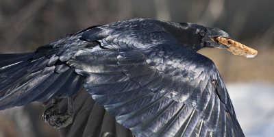 Raven with oatmeal cranberry cookie