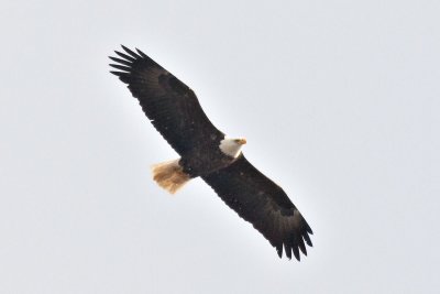Bald eagle over the Moose River (1200 pixel crop)