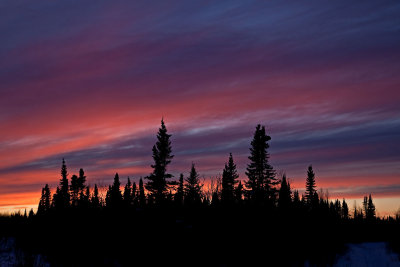 Sunset sky above trees