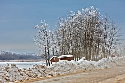 Frost covered trees along the river bank 2010 March 10th