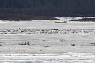 Breakup? ice flowing in the Moose River across from Moosonee 1030 am on 2010 April 14th