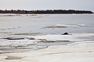 Ice floating past mouth of Store Creek 2010 April 15th